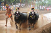 Karkala: No ‘whips’ at Baradi Beedu Kambala; HC ruling honoured